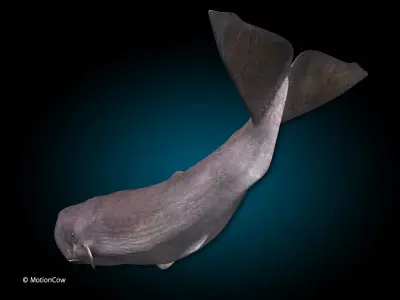 Sperm Whale 3D model order
