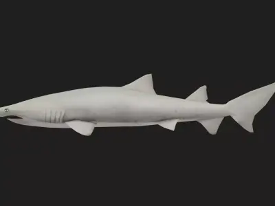 Shark Low-poly 3D model 22
