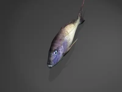 Steenbras fish Low-poly 3D model