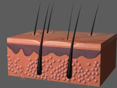 Skin Anatomy Collection 3D model