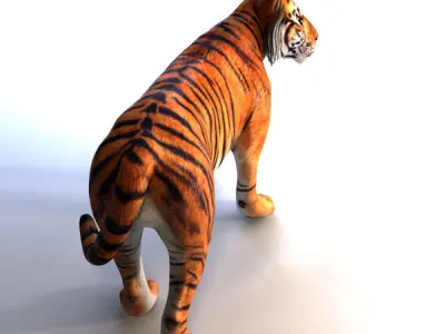 Amur Tiger Mray v1 Low-poly 3D model