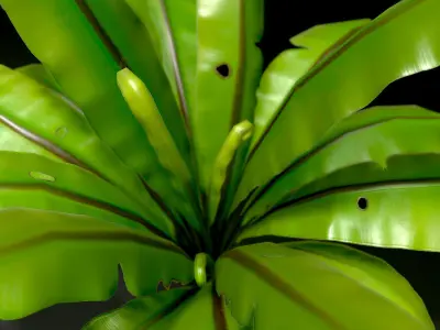 3D bird nest fern Low-poly 3D model