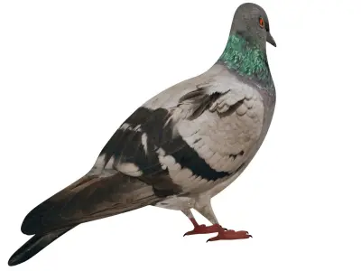 Pigeon 3D model buy