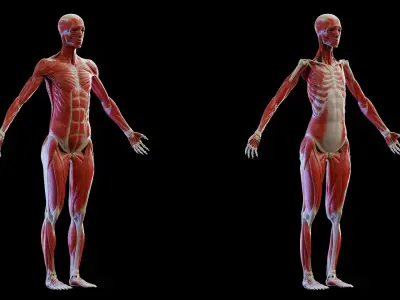  Human Complete Anatomy Asian Female 