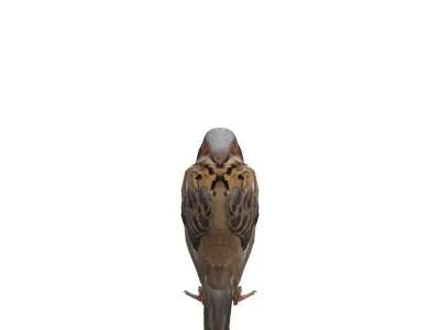 Sparrow Low-poly 3D model buy
