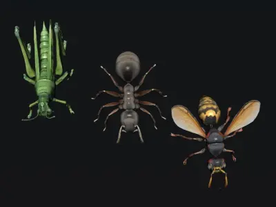 Animals Insect 3D model