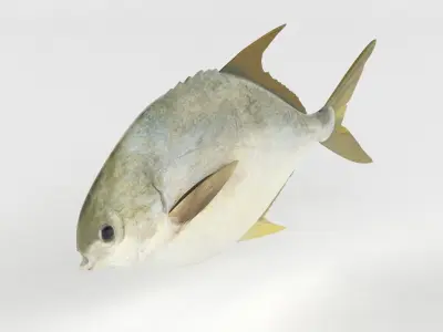 Pompano fish 3D model