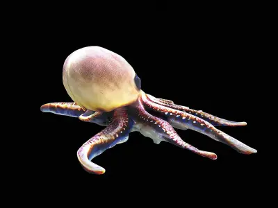 Cute little Octopus 3D model
