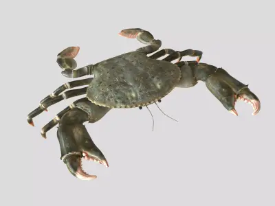 Crabs crab 3D model