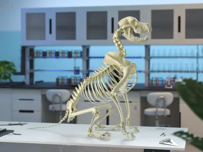 Dog Skeletal Anatomy Sitting Pose 3D model
