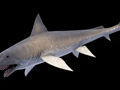 Edestus Shark Asset Pack Low-poly 3D model