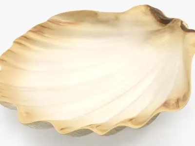 Sea Shell 2 3D model purchase
