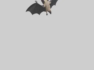 Hoary Bat flying model Low-poly 3D model