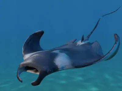 Manta Ray Animated  Low-poly 3D model