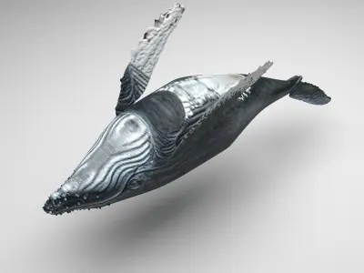 Humpback Whale 3D model get