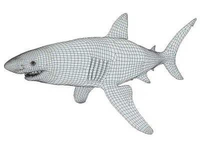 Tiger Shark Low-poly 3D model get