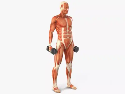 Anatomy Male Muscular System Biceps Curls Animated for Cinema 4D 3D model