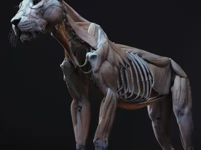 Lion Anatomy 3D model