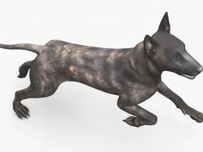  Dog Dutch Shepherd Running Pose 
