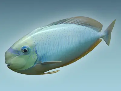 Pale Fish 3D model