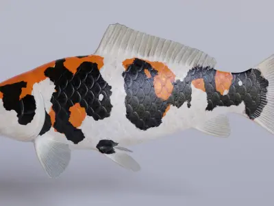 Koi Carp Pack 3D model