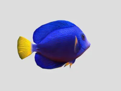 Purple Tang Realistic Animated Low-poly 3D model
