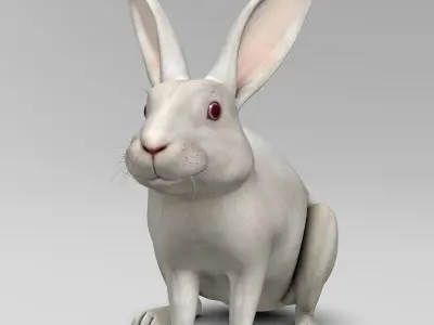 Rabbit White 3D model