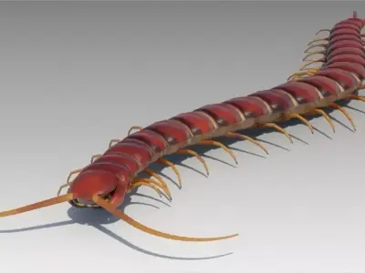 Centipede Low-poly 3D model order