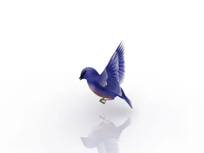 beautiful bird 3D model