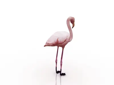 Flamingo bird 3D model purchase