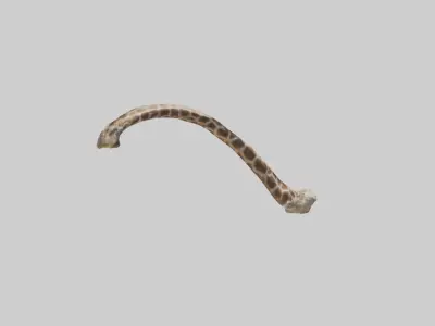 Giraffe Rib Low-poly 3D model