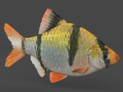 Tiger Barb Fish 3D model buy