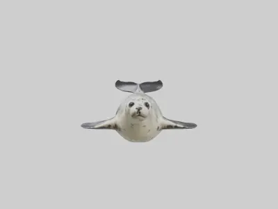 Harbor Seal diving model Low-poly 3D model