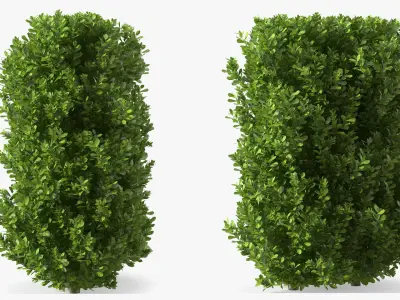 Laurus Collection 3D model