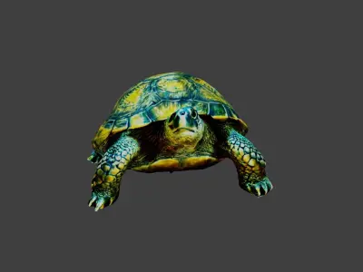 Turtle - Tortoise Low-poly 3D model
