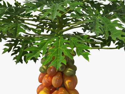 Exotic Papaya Tree with Ripe Fruit Bunch Orange Green 3D model