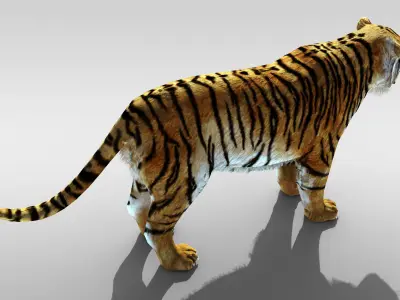 Tiger fur Rigged Low-poly 3D model