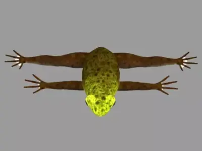 Frog Rig Low-poly 3D model