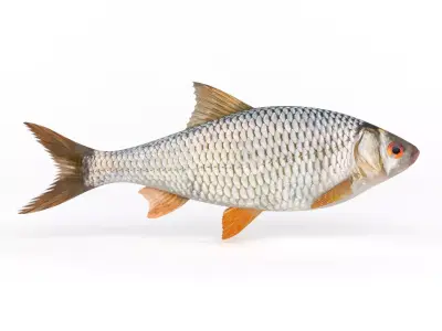 Roach Fish 3D model purchase