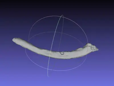 Psittacosaurus Right Dorsal Rib 4 Mirrored Free 3D print model