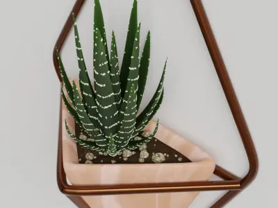 Haworthia in a wall pot Free 3D model