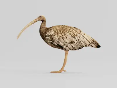 Giant Ibis Bird Low-poly 3D model