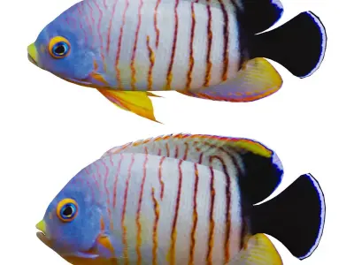 Marine fish Low-poly 3D model