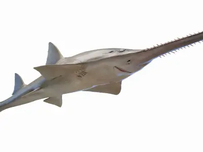 Sawfish Anmated 3D model