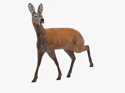 Siberian Musk Deer Rigged for Maya 3D model