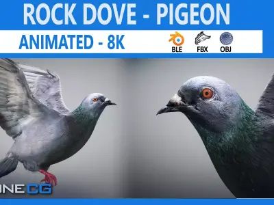 Animated Rock Dove by NoneCG Free 3D model