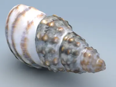 Sea Snail Nassariidae Low-poly 3D model