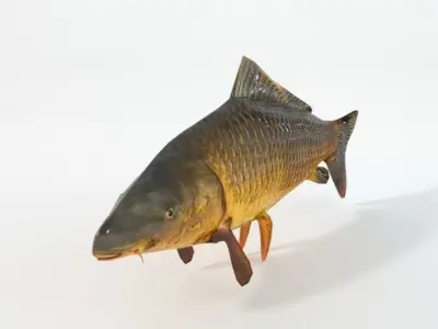 Carp fish Low-poly 3D model buy