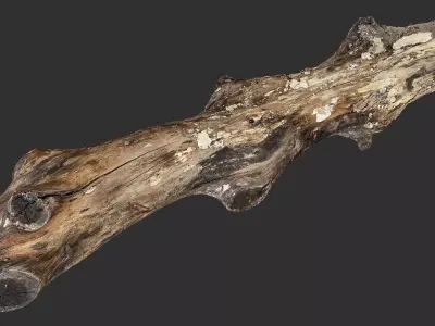 Tree trunk wood 3d scan highpoly 3D model purchase
