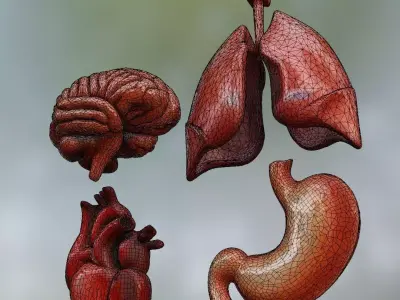 Human Internal Organs 3D model purchase